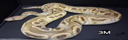 Python Snake reptiles for sale: Royal Pythons Males - Advert 3