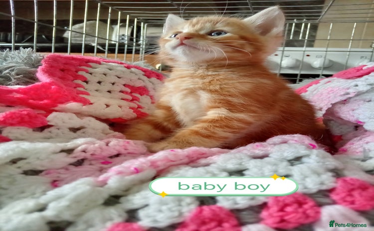 Mixed Breed cats - Advert 6
