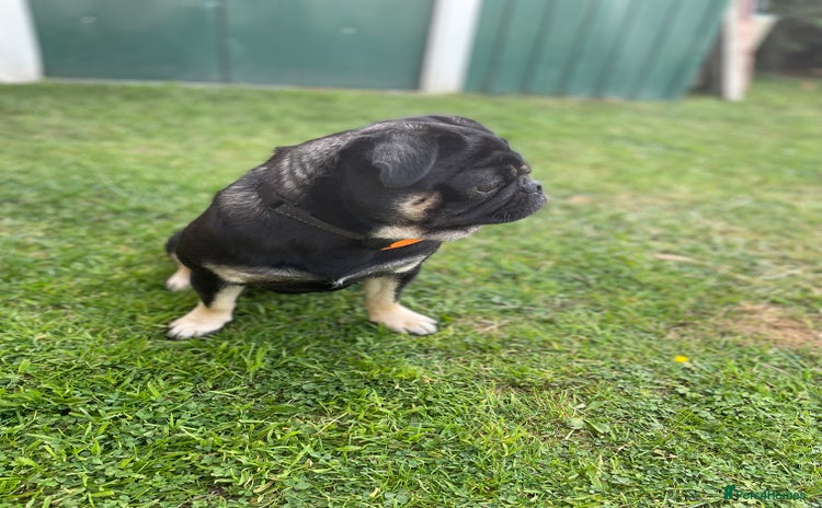 Pug dogs in Stourport-on-Severn - Advert 19