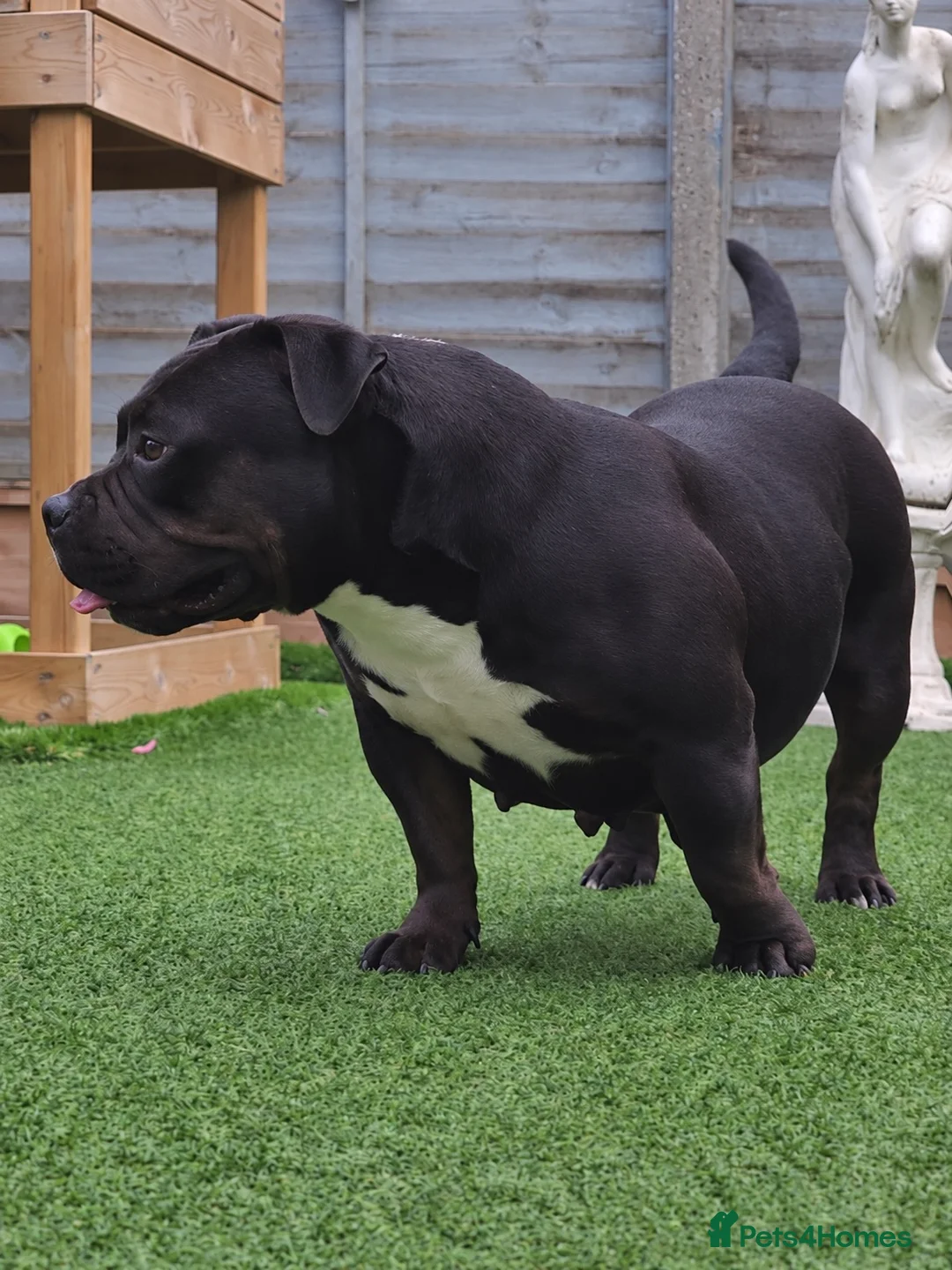 American Bully dogs for sale: American pocket bully Adult female  - Advert 5