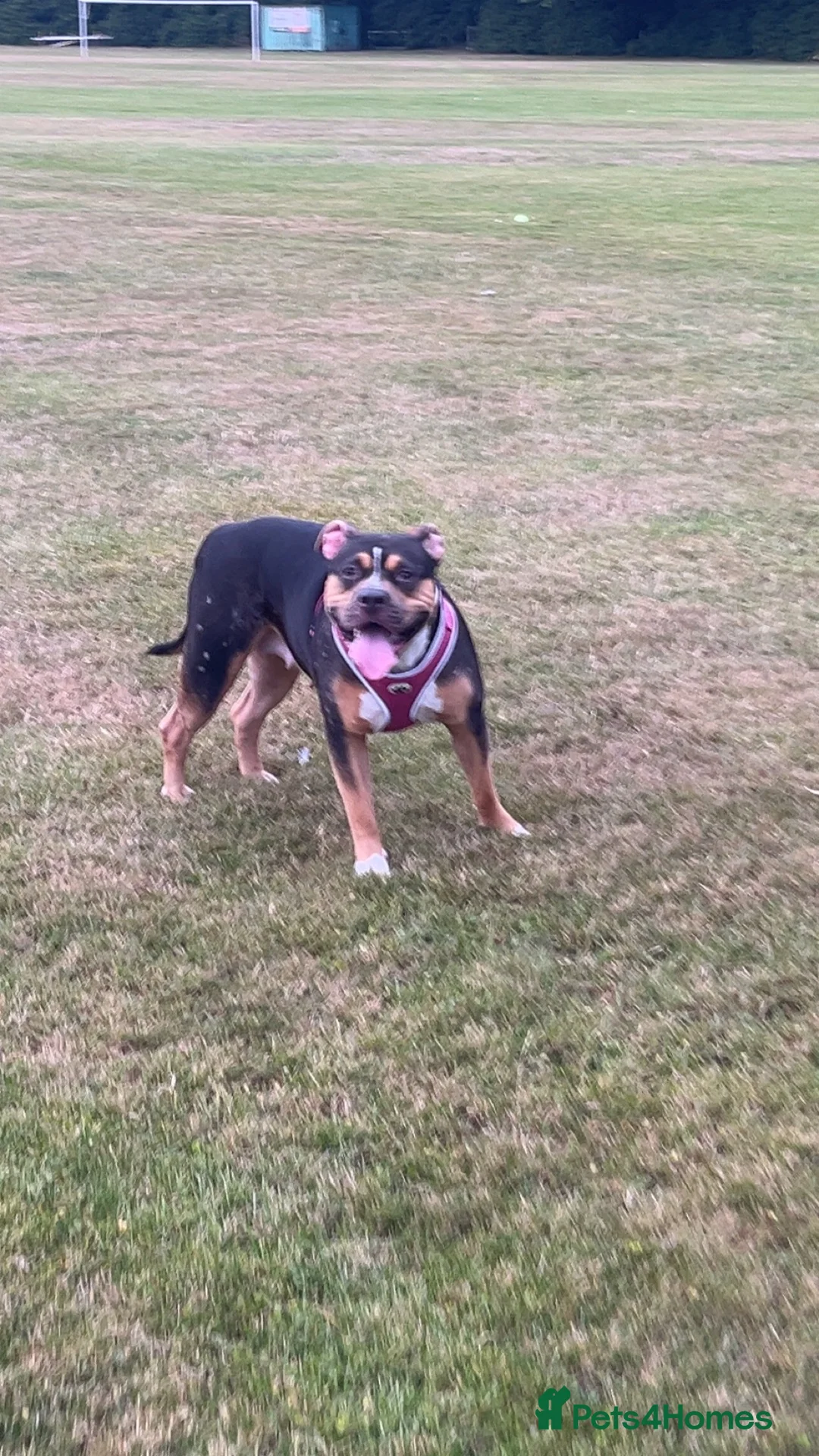 Mixed Breed dogs for sale: lexi needing a new home  in Galashiels - Advert 2