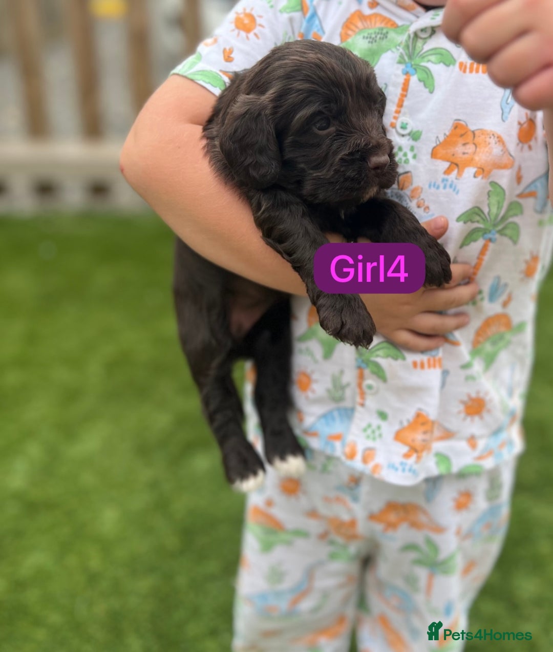 Cockapoo dogs for sale: F1B puppies - Image 8