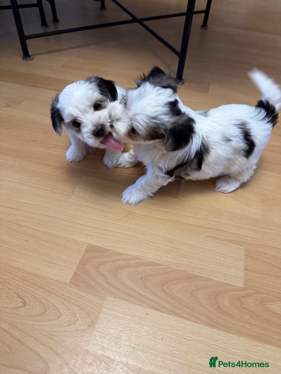 Bichon Frise dogs for sale: Bichon Maltese for sale  - Image 5