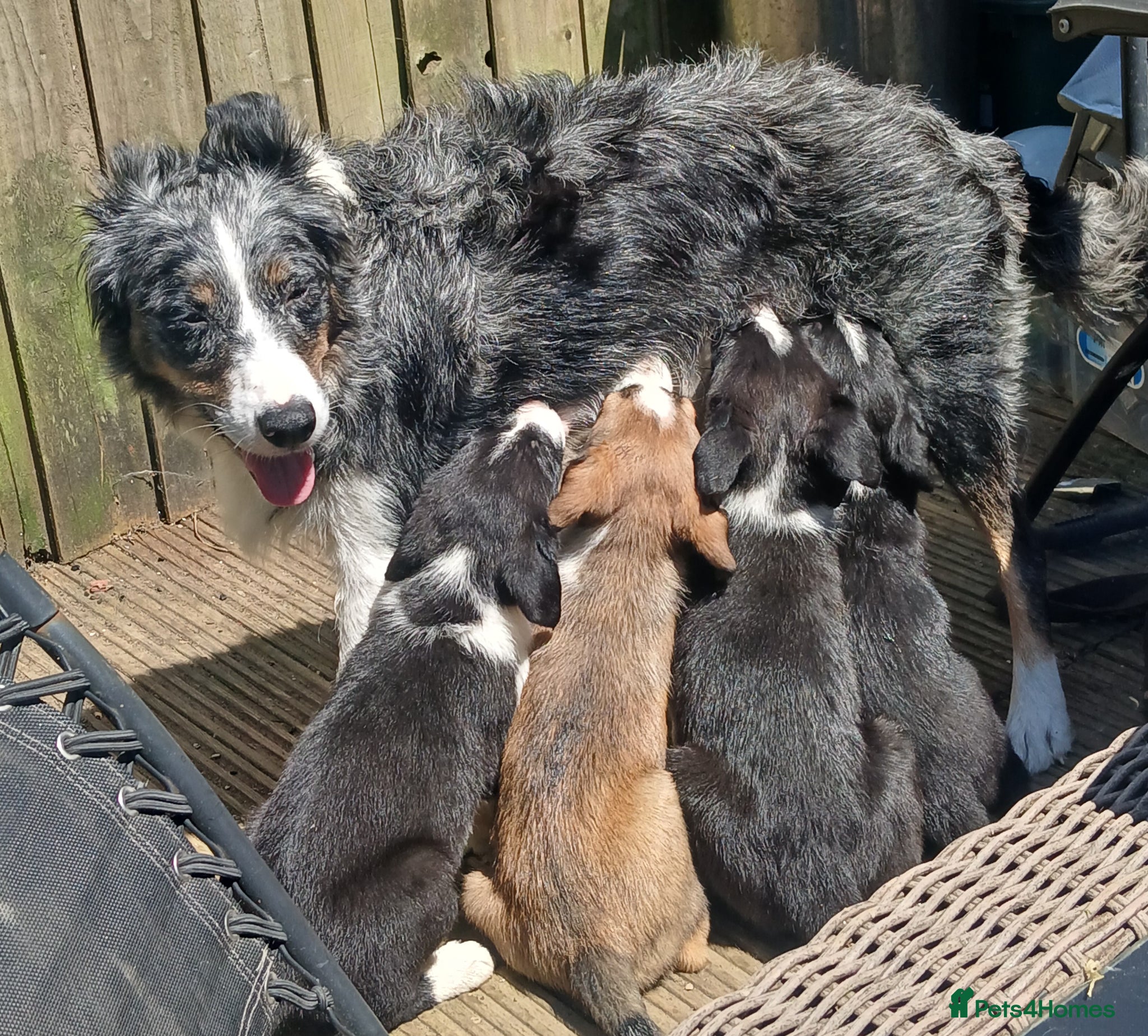 Border Collie dogs for sale: 4 male Border Collies for sale  - Advert 12