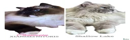 Ragdoll cats for sale: Champion bloodline Ragdoll kittens  in Mansfield - Advert 2