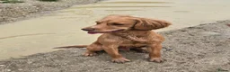 Cocker Spaniel dogs for stud: Fine specimen  - Advert 4
