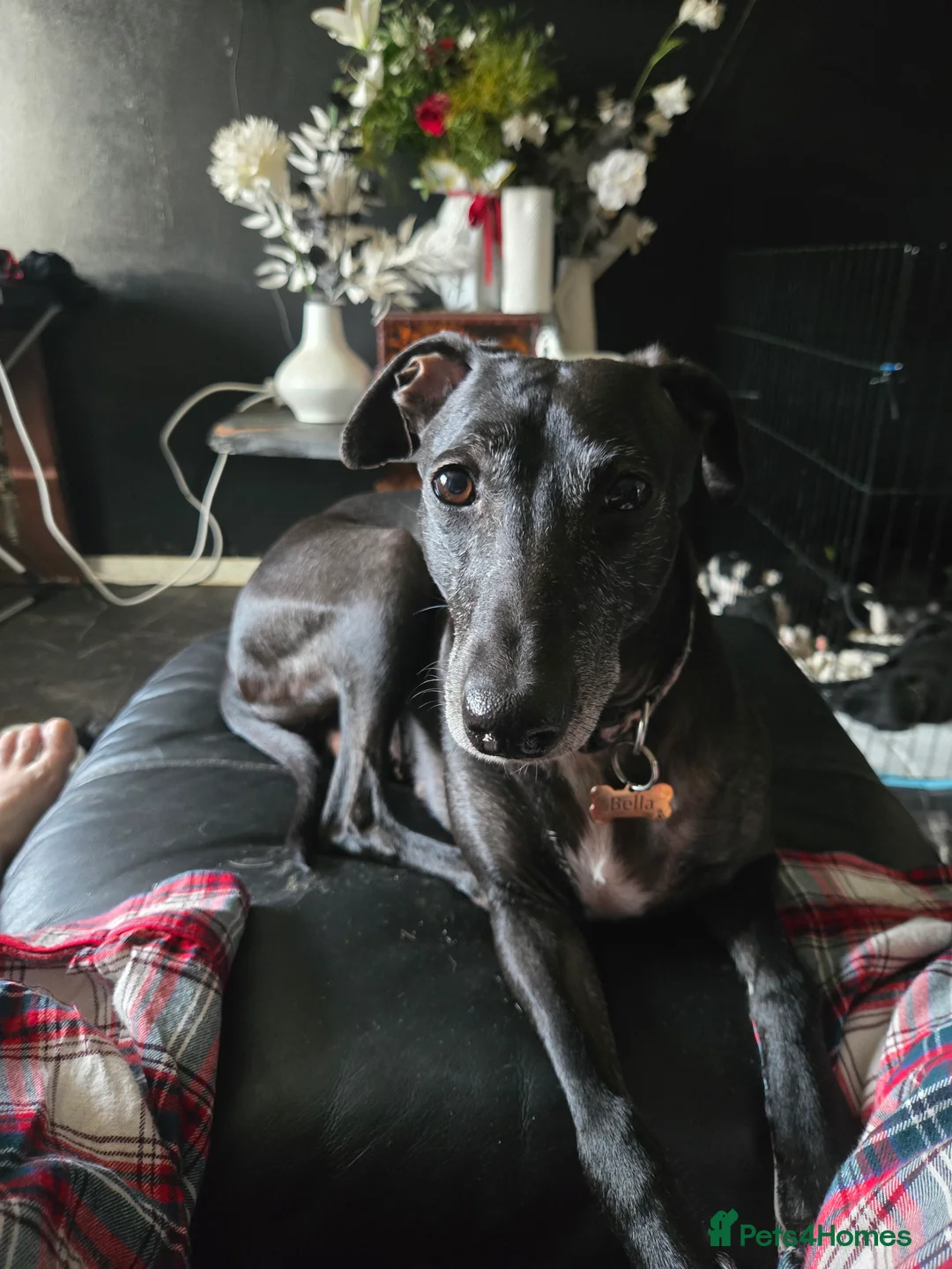 Mixed Breed dogs for sale: Whippet/collies - Advert 6