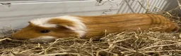 Guinea Pig rodents for sale: Bonded Male Brother Guinea Pigs - Advert 3