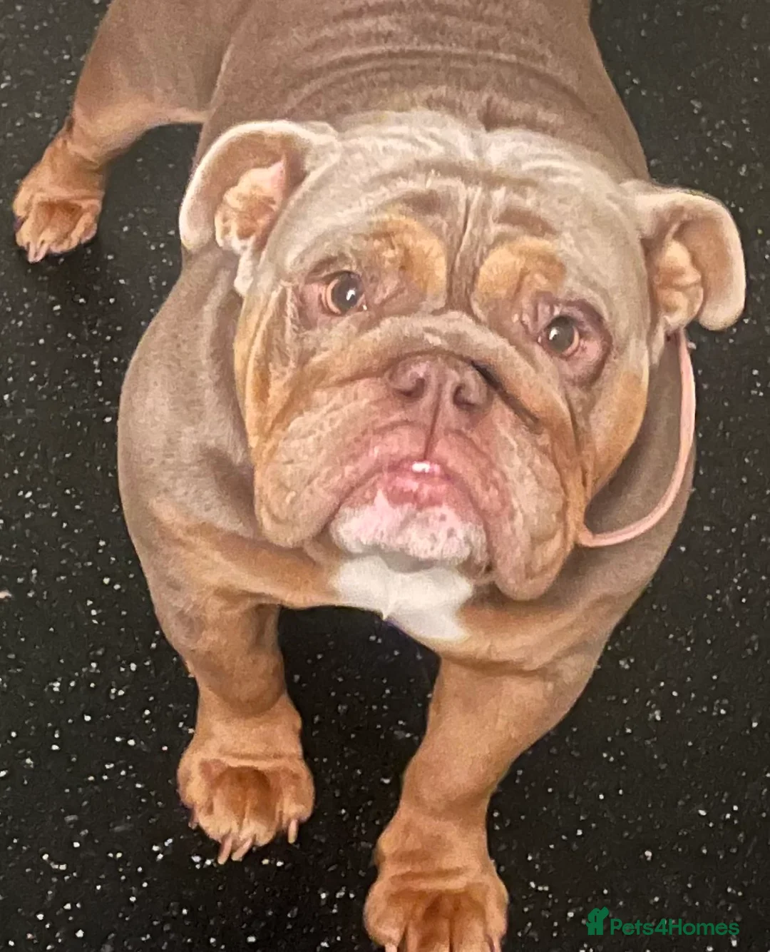 English Bulldog dogs for sale: English Bulldogs Ready For New homes!  - Advert 9