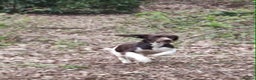 English Springer Spaniel dogs for stud: KC registered English Springer Spaniel for stud - Advert 3