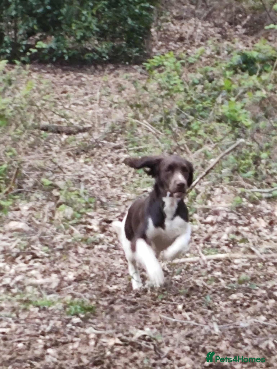 English Springer Spaniel dogs for stud: KC registered English Springer Spaniel for stud - Advert 3