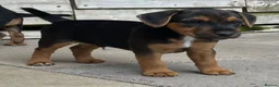 Mixed Breed dogs for sale: Russell x Lakeland pups - Advert 10