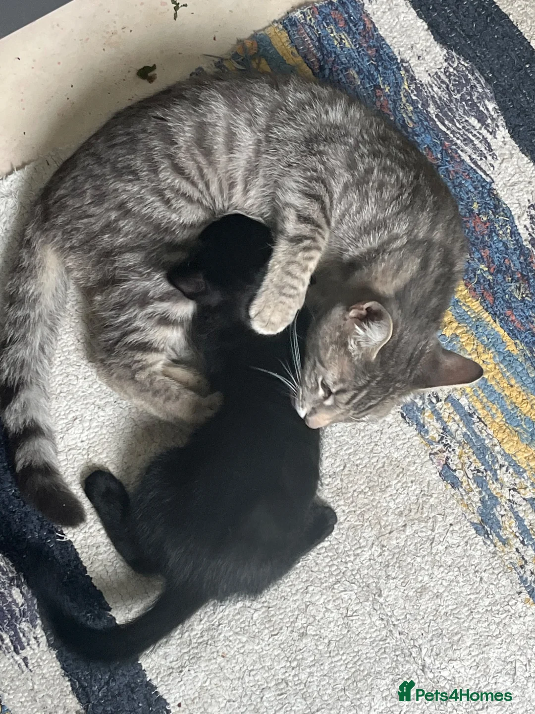Mixed Breed cats for sale: Beautiful Black Boy  - Advert 2