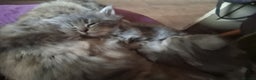 Mixed Breed cats for sale: AWESOME FLUFFY CHUNKY NORWEGIAN FOREST CAT X - Advert 37