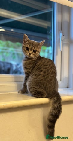 British Shorthair cats in London - Advert 8