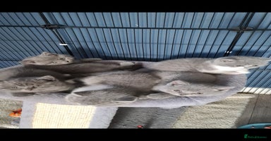 British Shorthair cats - Advert 2