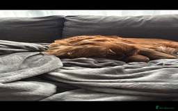 Cavapoo dogs for sale: Two Extensively Health Tested Cavapoo Girls   - Image 6