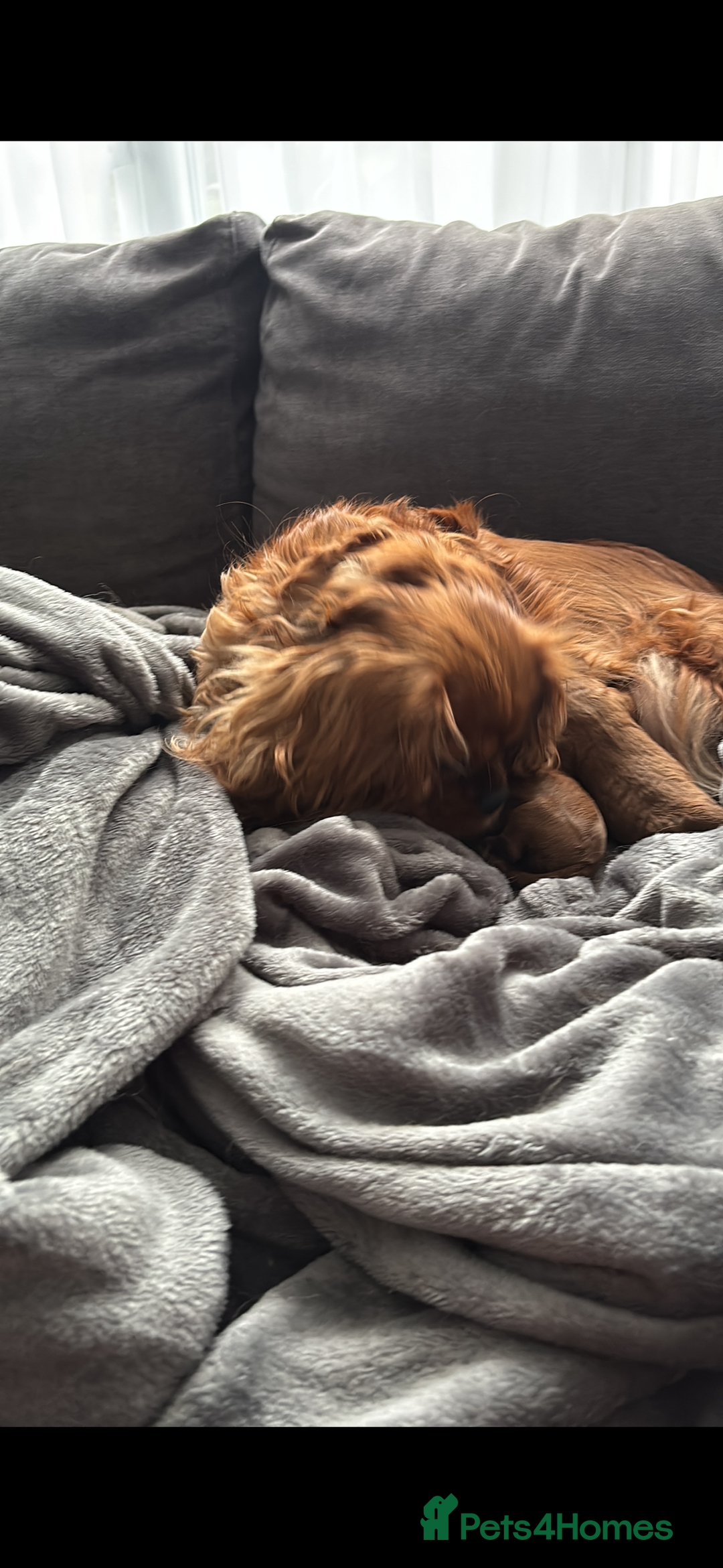 Cavapoo dogs for sale: Two Extensively Health Tested Cavapoo Girls   - Image 6