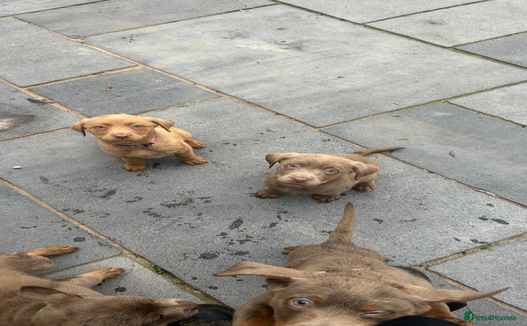 Labrador Retriever dogs - Advert 2