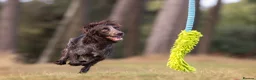 Cocker Spaniel dogs for sale: Black male from Fully Health Tested Parents - Advert 4
