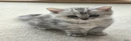 Mixed Breed cats for sale: Gorgeous Mix British short hair / toyger kittens - Advert 15