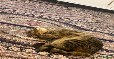American Wirehair cats - Advert 6