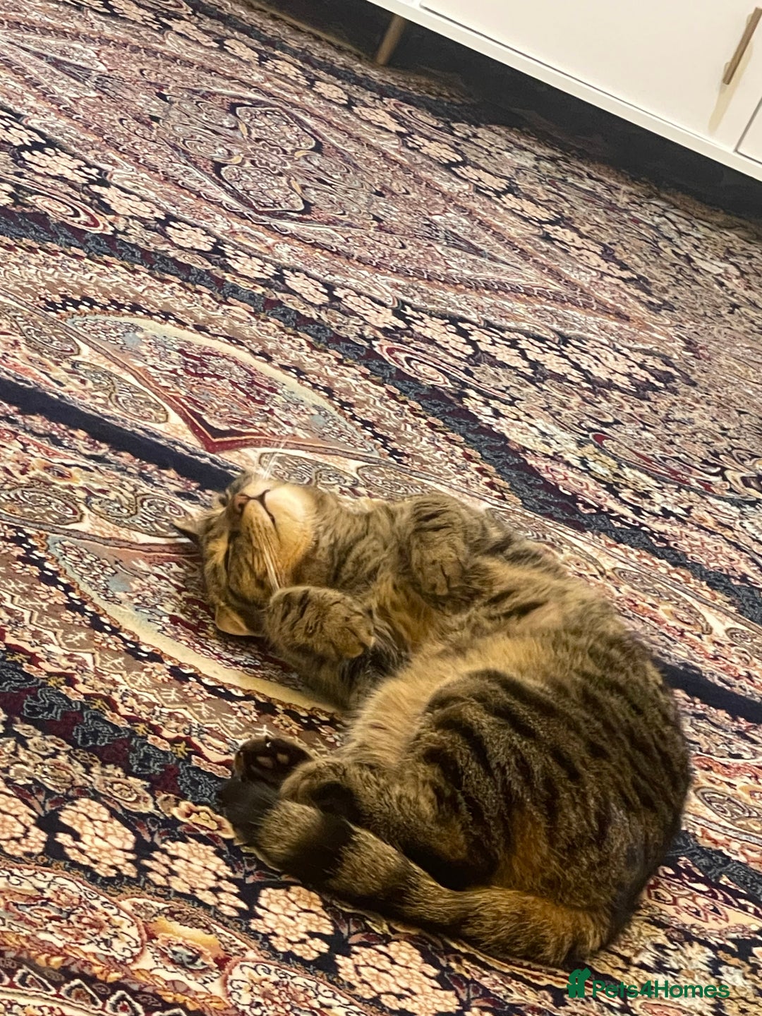 American Wirehair cats for sale: Friendly and healty cat for adoption - Image 2
