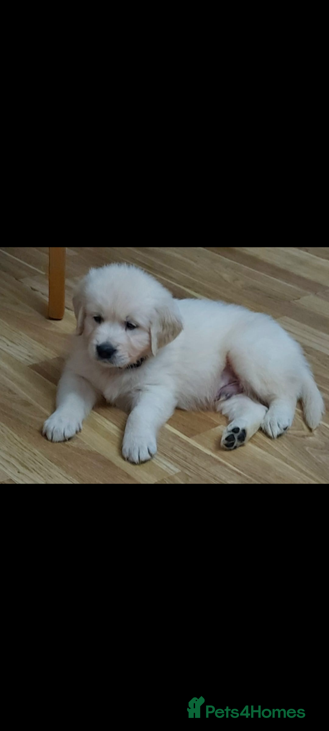 Golden Retriever dogs for sale: Golden retriever puppies for sale  - Advert 16