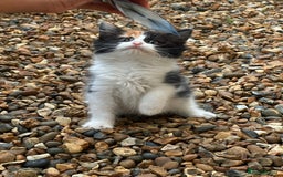 Mixed Breed cats for sale: Fluffy cute kittens available  - Image 9