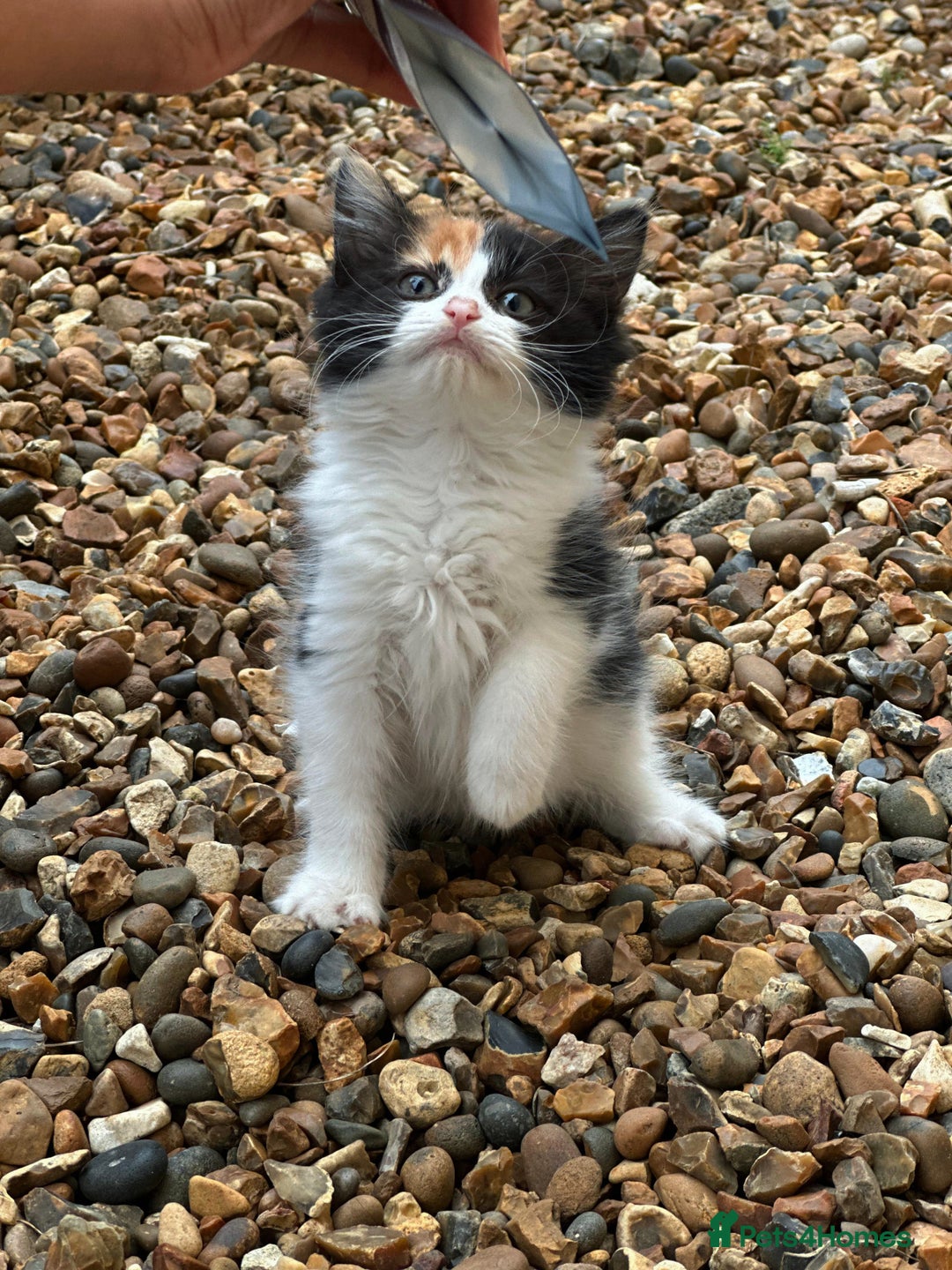Mixed Breed cats for sale: Fluffy cute kittens available  - Image 9