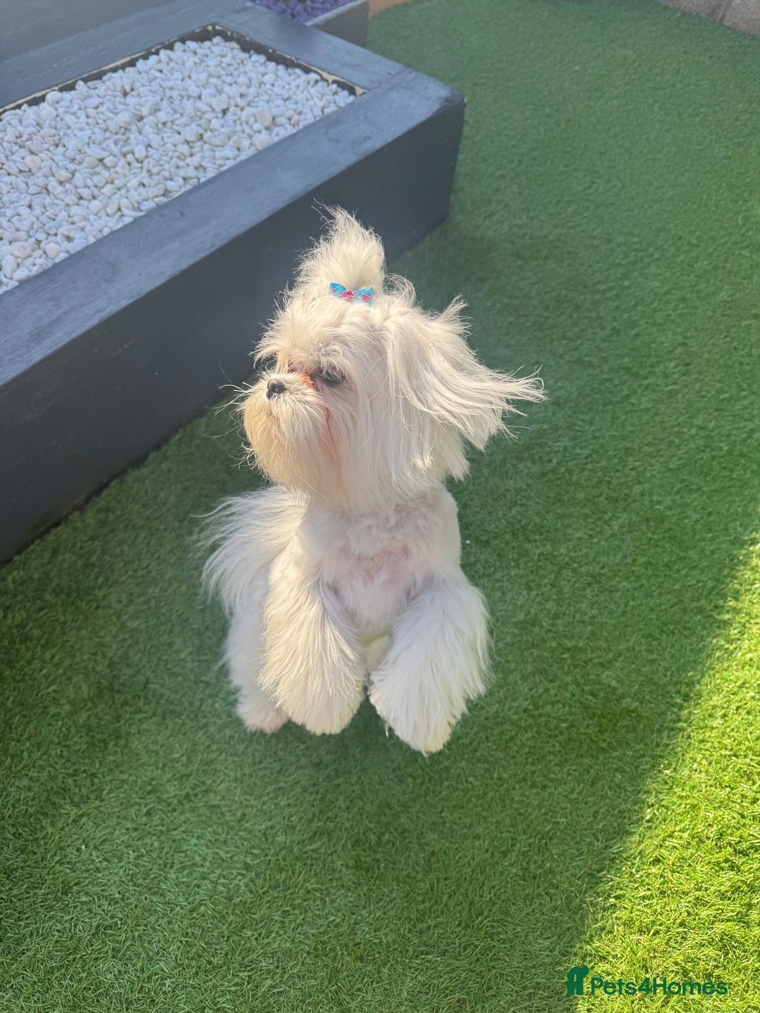 Maltese dogs for sale: Adorable Korean KC Maltese  - Advert 7