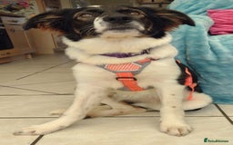 Mixed Breed dogs for adoption: Tilda  - Image 19