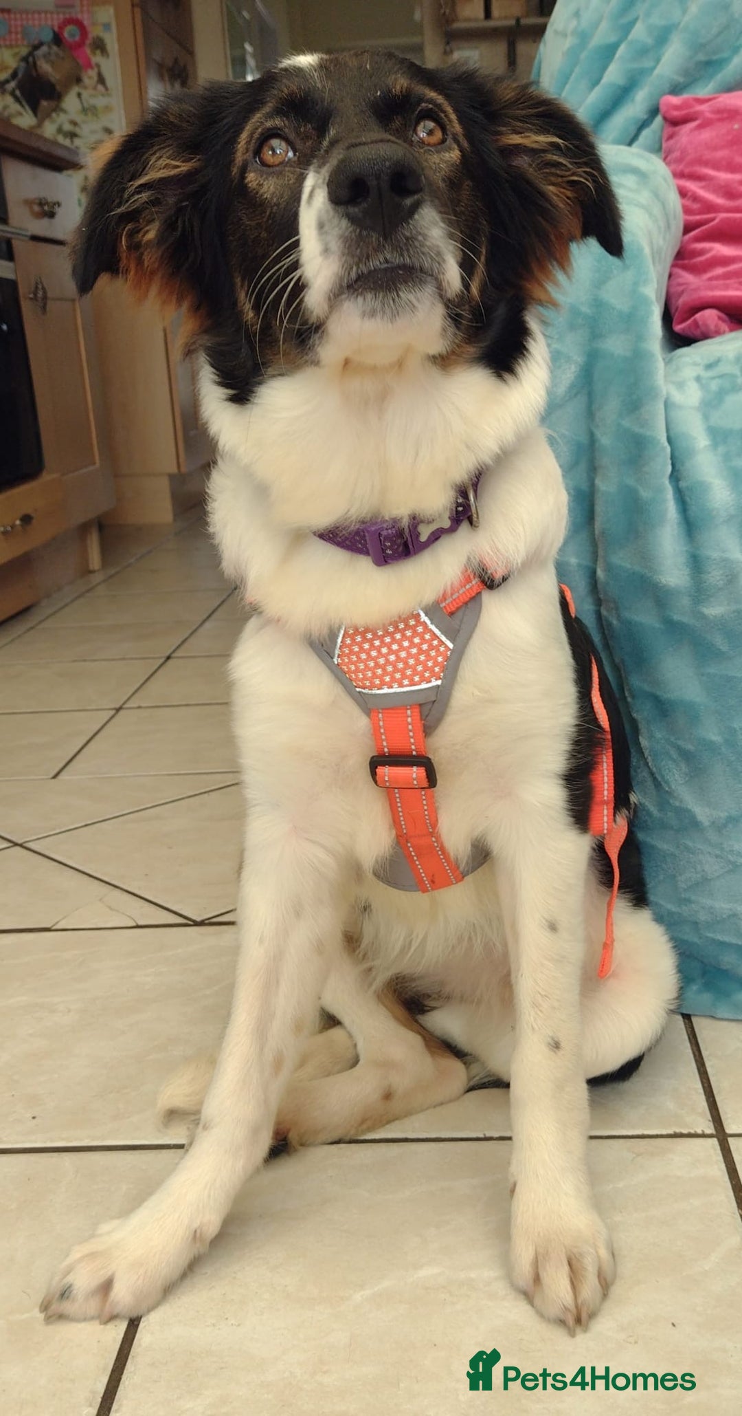 Mixed Breed dogs for adoption: Tilda  - Image 19