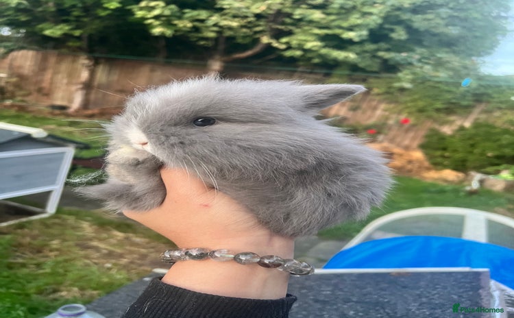 Angora rabbits - Advert 1