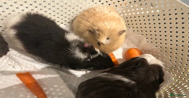 Guinea Pig rodents - Advert 2