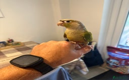 Conures birds for sale: 15 weeks tamed conure £220 - Image 1
