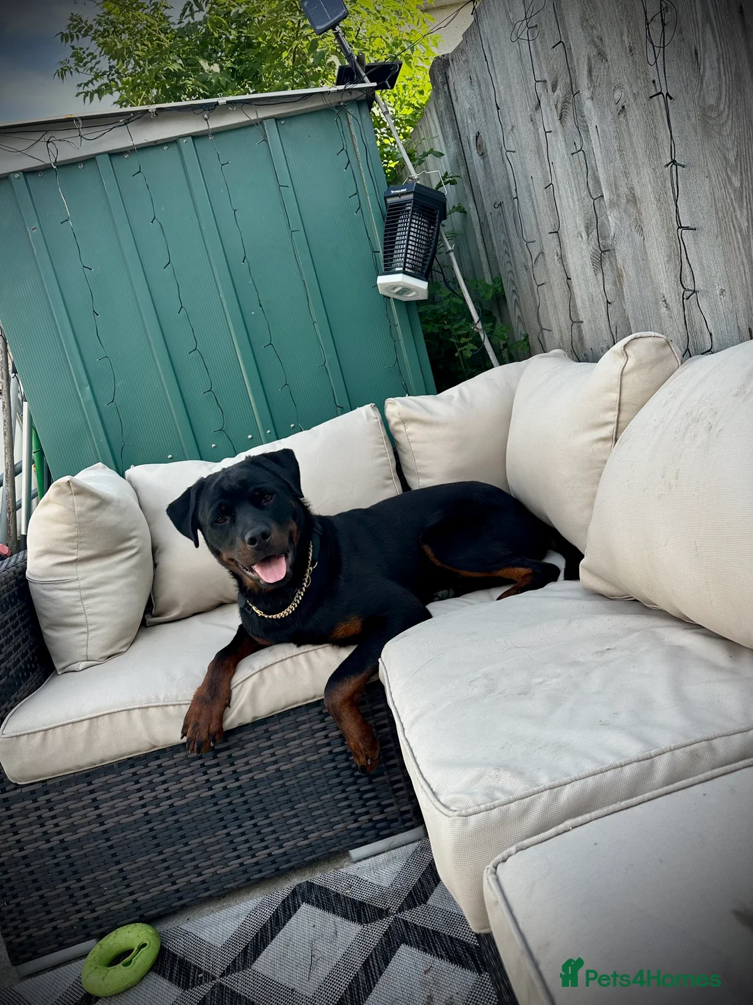 Rottweiler dogs for sale: Rottweiler boy - sad rehome - Advert 15