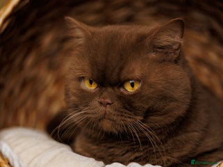British Shorthair cats GCCF/TICA Cinnamon Stud in London - Advert 7