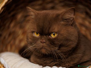 British Shorthair cats GCCF/TICA Cinnamon Stud in London - Advert 12