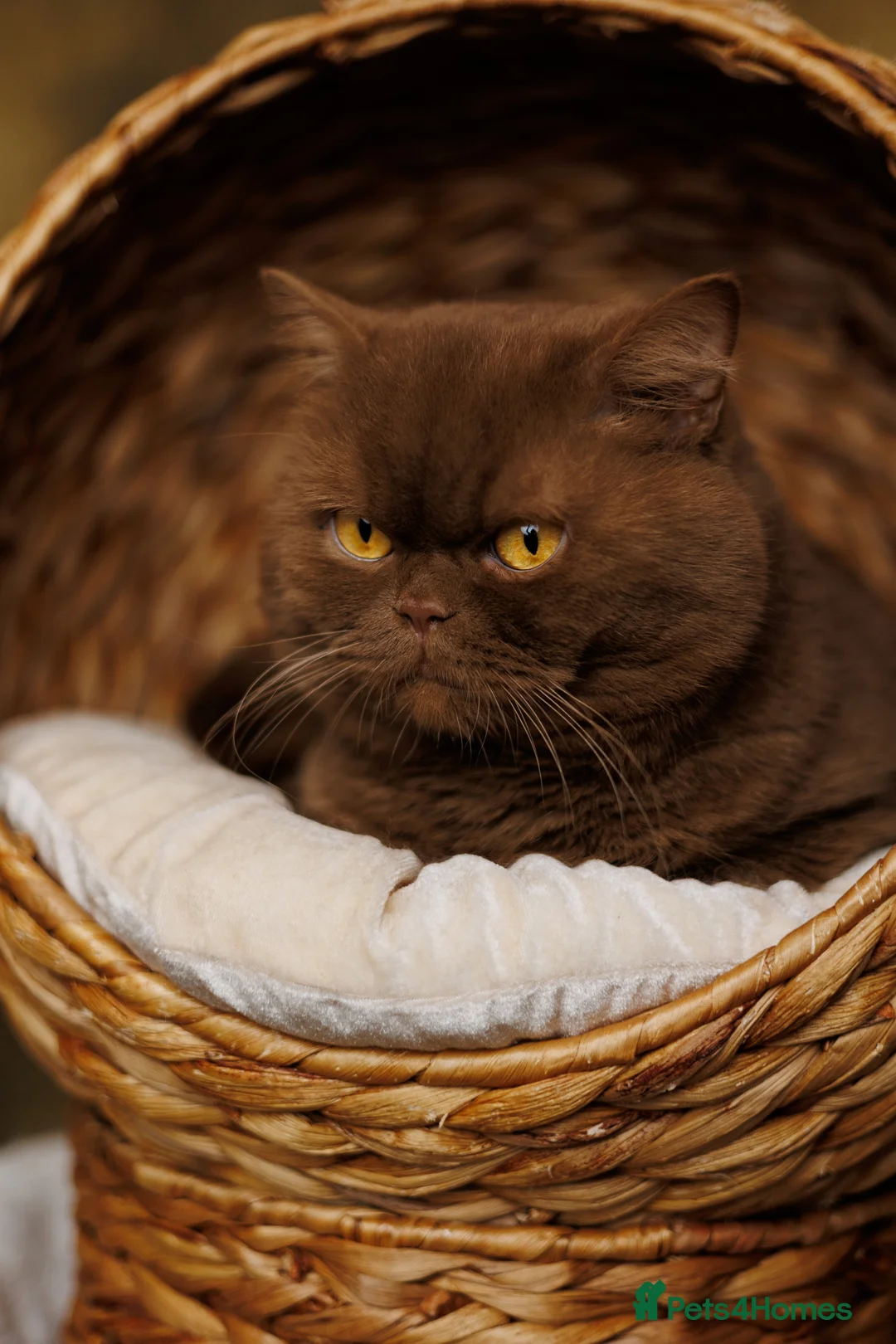British Shorthair cats for stud: GCCF/TICA Cinnamon Stud in London - Advert 1