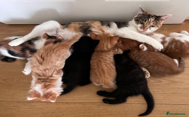 Mixed Breed cats - Advert 4