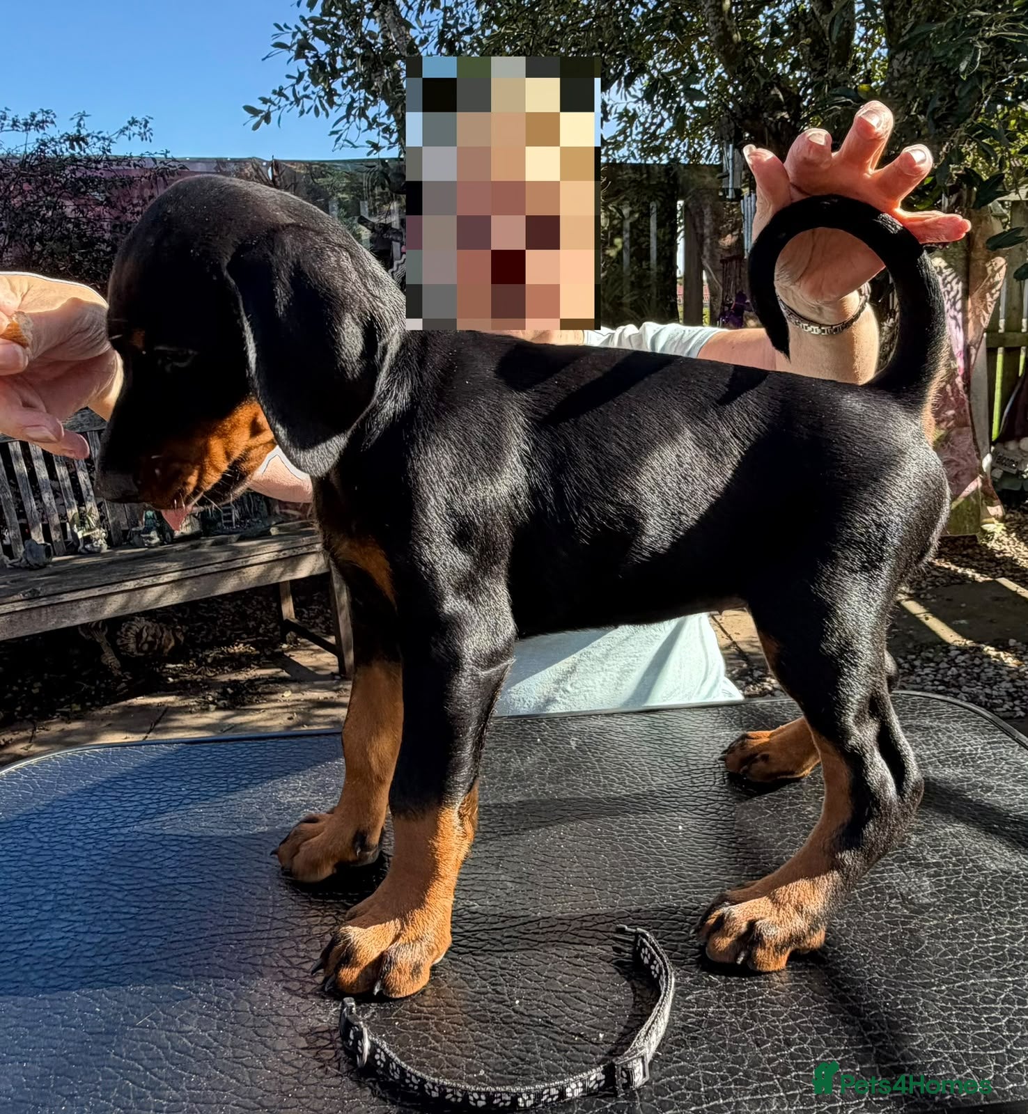 Dobermann dogs Stunning KC reg Doberman puppies  - Advert 2