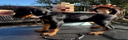 Dobermann dogs for sale: Stunning KC reg Doberman puppies  - Advert 2