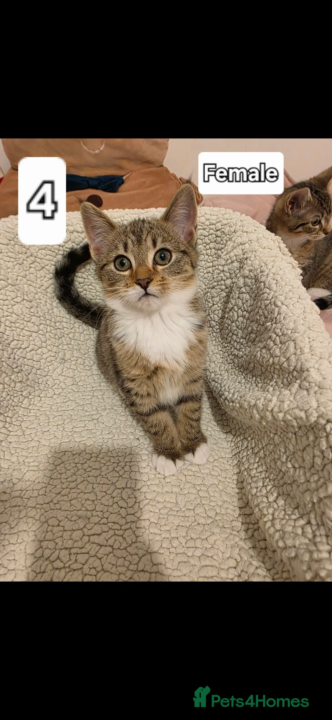 Mixed Breed cats for sale: 6 beautiful babies ready for new homes.  - Advert 6