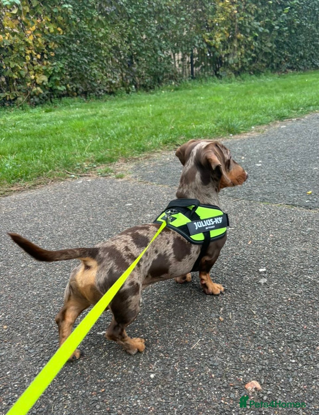 Miniature Dachshund dogs for sale: Last 2 Miniature Dachshund Pups Ready 23rd Dec! - Advert 24