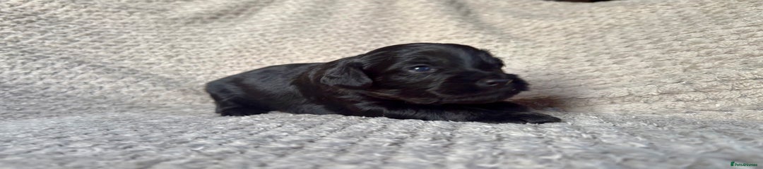Cockapoo Puppy 4