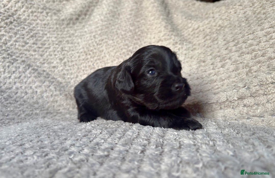 Cockapoo dogs for sale: ✨ Gorgeous Cockapoo Puppies ✨ - Image 9