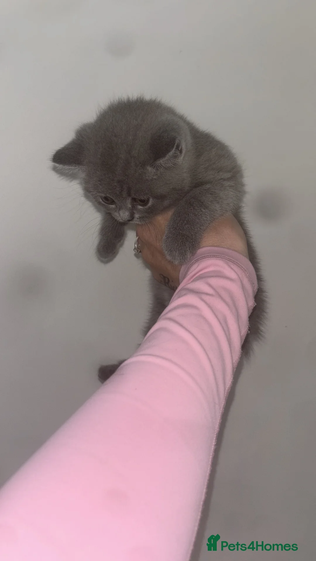 British Shorthair cats for sale: British shorthair kitten  - Advert 12