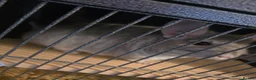 Chinchilla rodents for sale: Caspa the chinchilla  - Advert 2