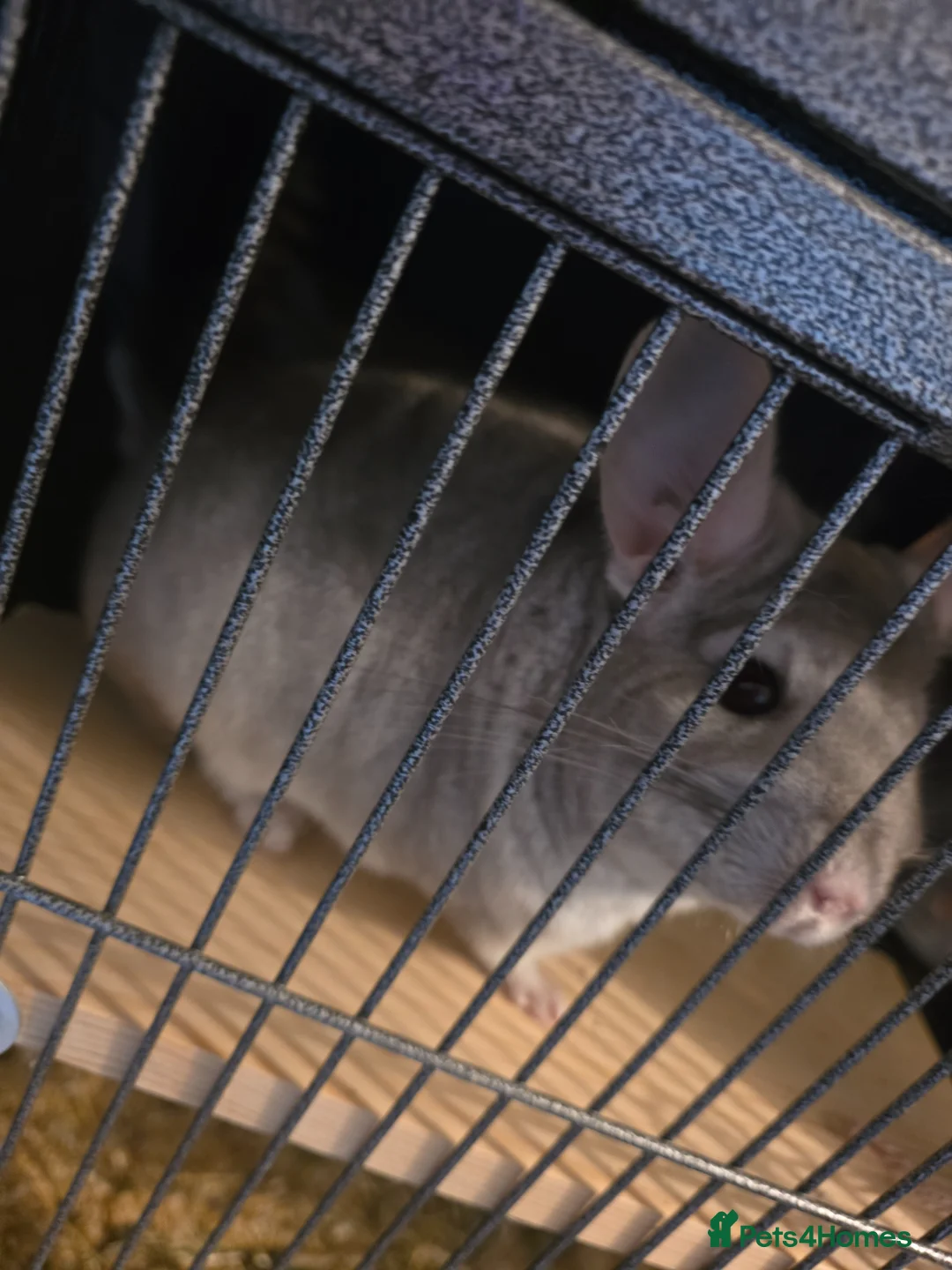 Chinchilla rodents for sale: Caspa the chinchilla  - Advert 2